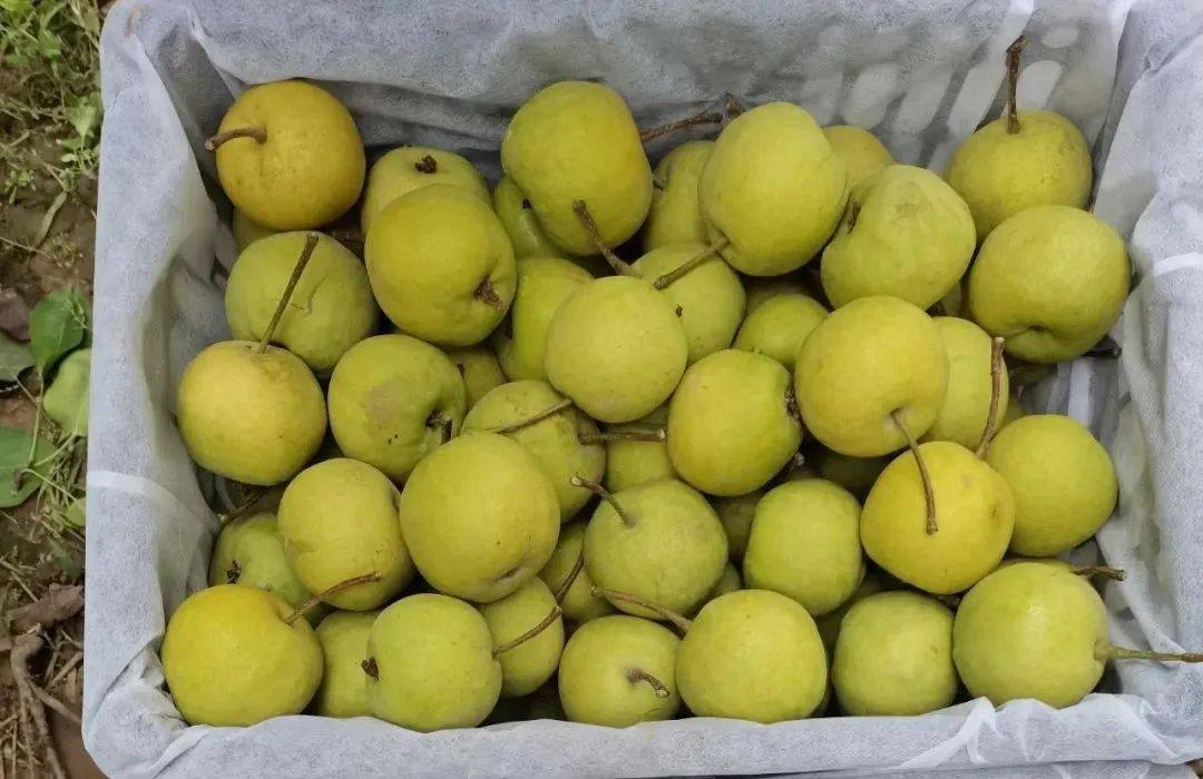靖远大庙4000余亩香水梨喜获丰收_兴隆乡_大庙村_青睐