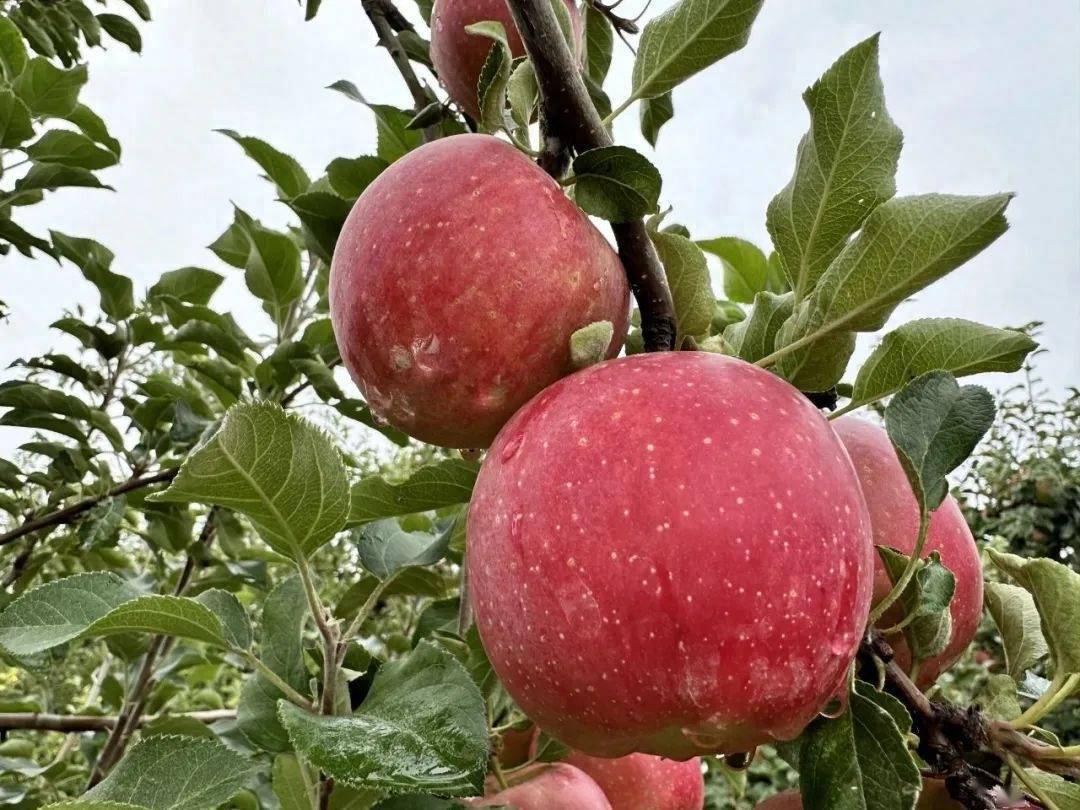 靖远三滩:苹果迎来丰收季 金秋收获好光景