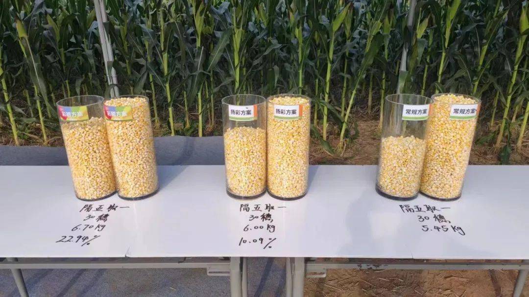 革命性升级,先正达创新成果为玉米高产带来更多可能!_方案_产量_示范