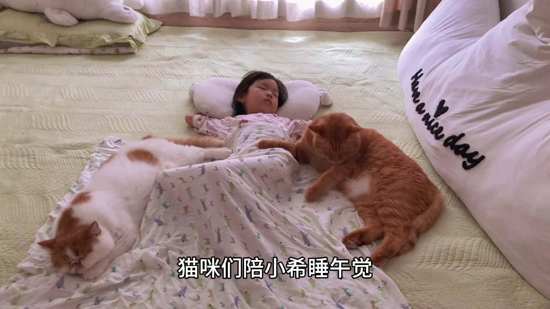 猫咪们好久没陪小主人睡觉,大橘猫想独占大橘为重 萌娃和萌宠 抖in萌