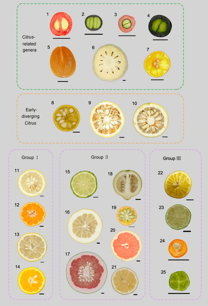 橙子的果实结构图片