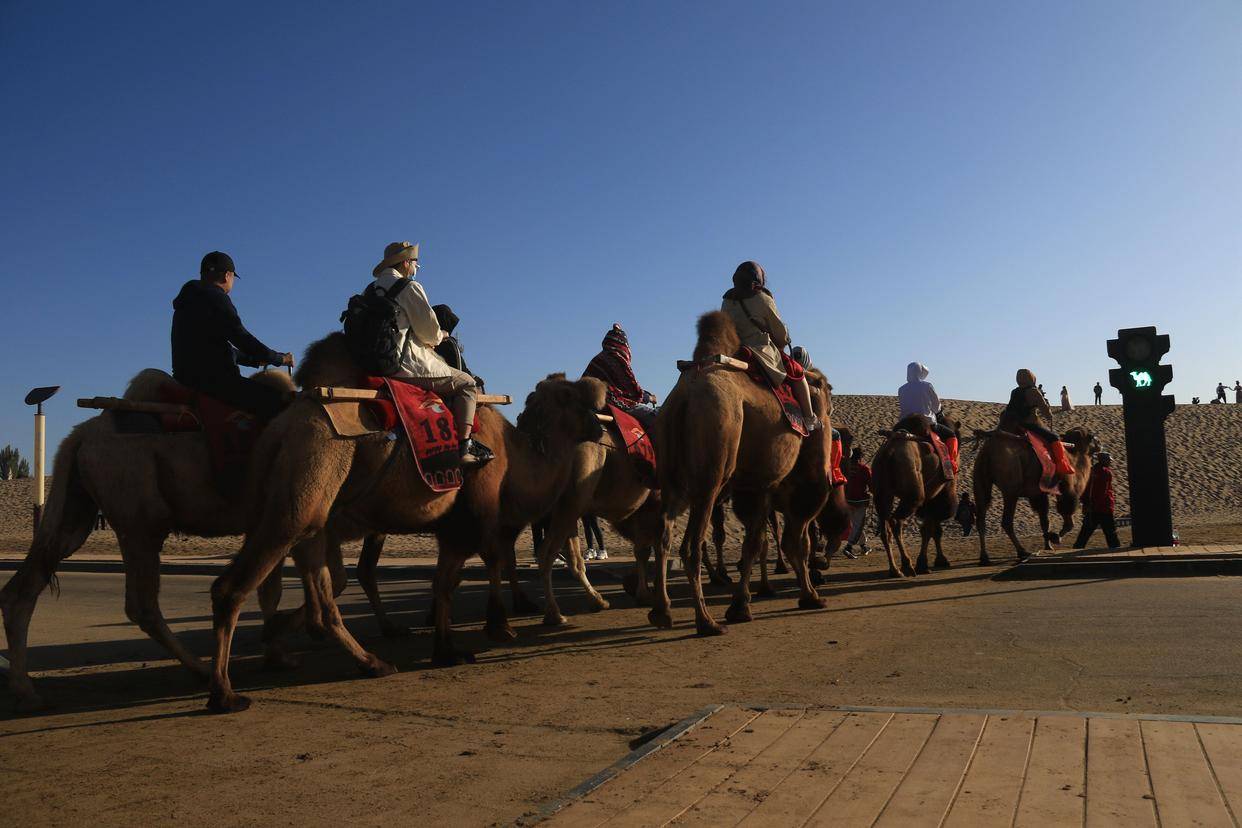 (社会)甘肃敦煌:景区旅游迎高峰 骆驼红绿灯畅交通_鸣沙山_信号灯