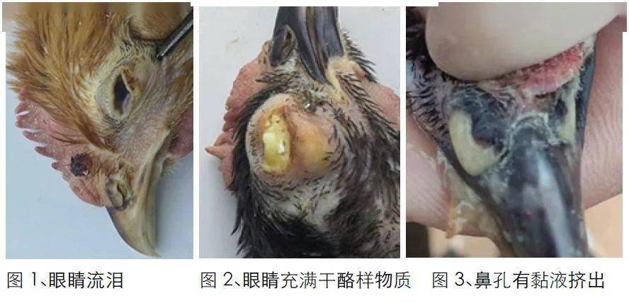 秋冬季鸡毒支原体病的防治_传播_消毒剂_发病