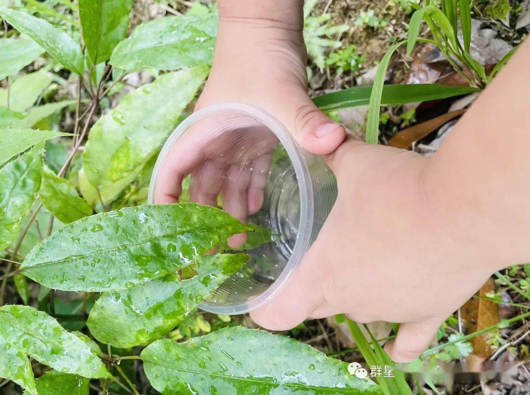 "白露谷,寒露豆"——群星幼儿园二十四节气主题教育之寒露_菊花_小朋