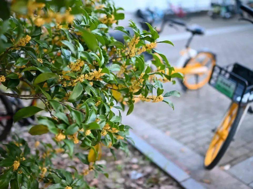 这泼天的"馥桂"到我们学校啦!_桂花_香气_校园