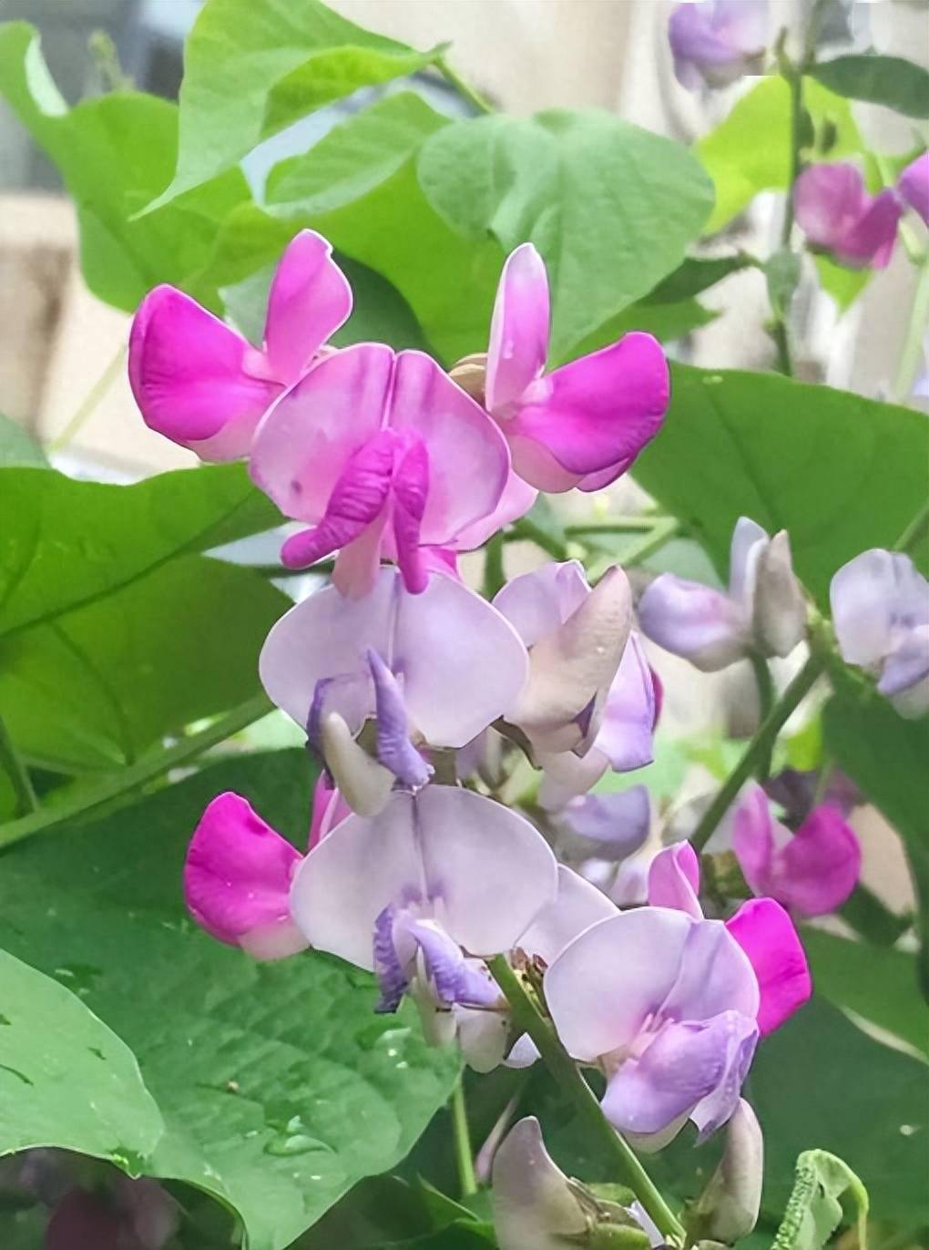 满架秋风扁豆花批注图片