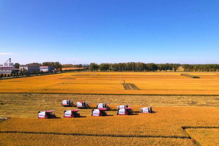 眼下,在黑龙江省绥化市北林区的水稻科技示范田里,金灿灿的水稻长势喜