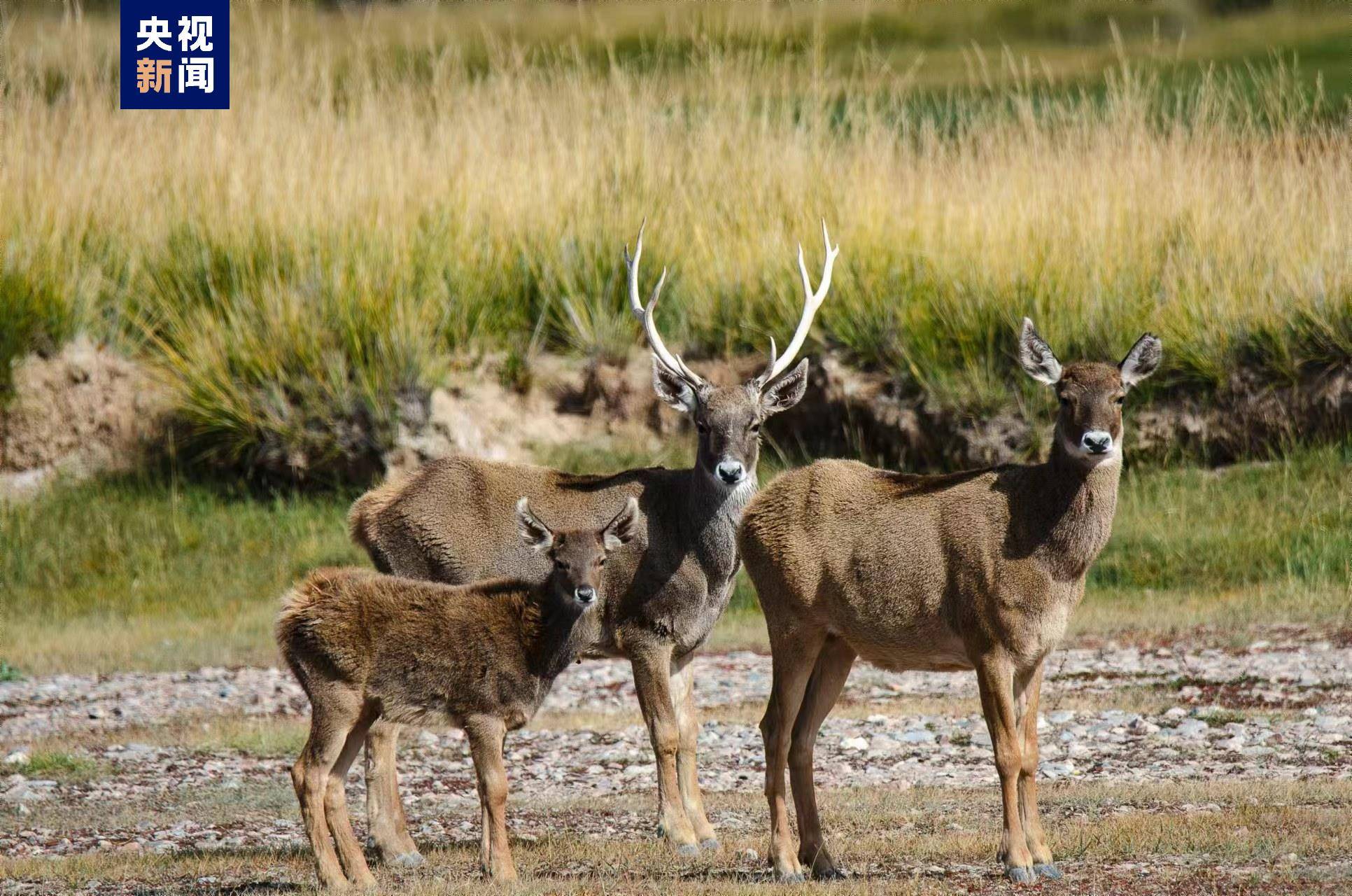 国家一级重点保护野生动物白唇鹿现身青海湖西岸_画面_青海省_海南
