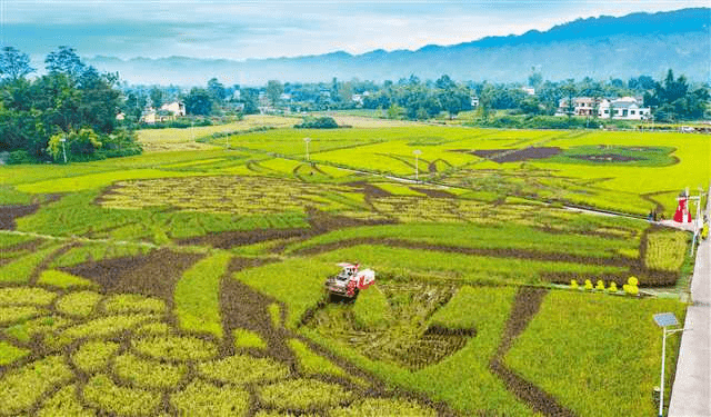 colorful rice fields yield a bumper harvest_in_their_town