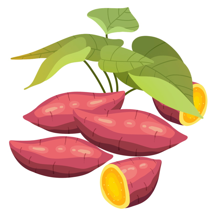 日照市甘薯产业协会成立大会暨第一届一次会员大会在黄墩镇隆重举行