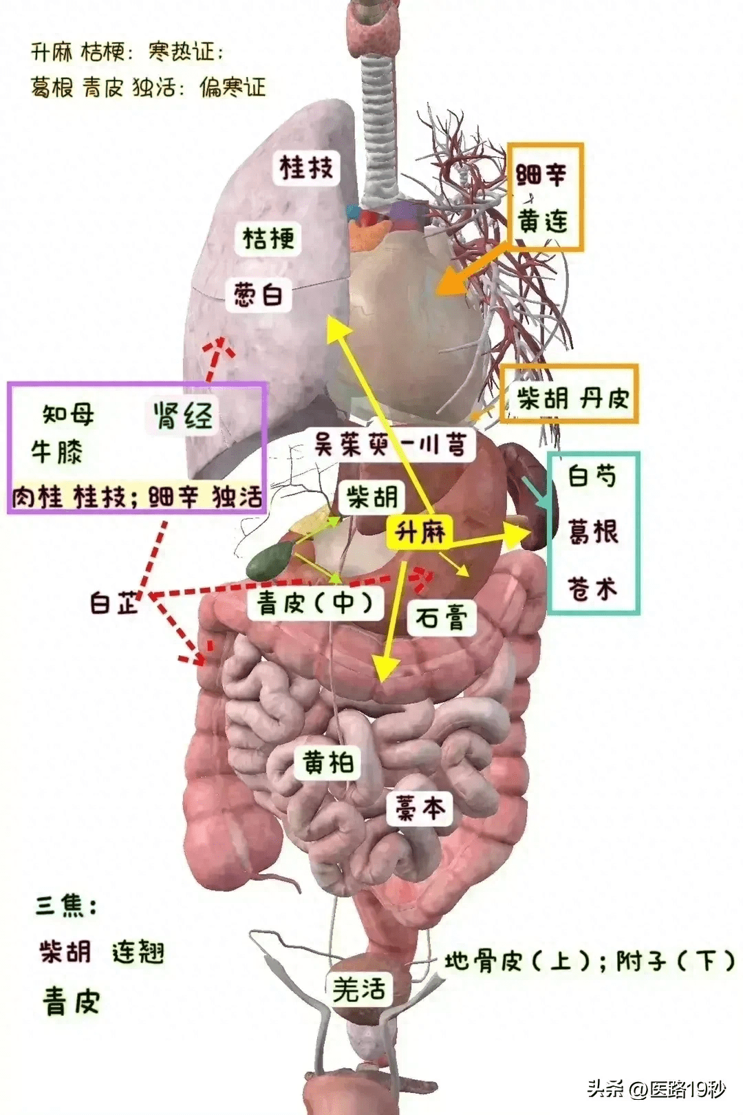 中药引经药的器官图解!