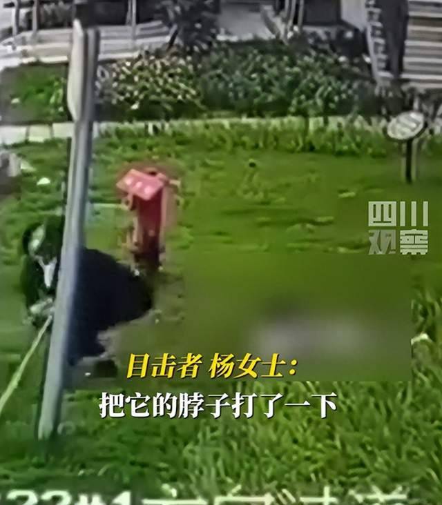 成都被恶犬咬伤女童母亲再发声：已找到伤人黑狗，孩子转到华西医院治疗，在重症监护室暂无法探视 新闻 小区