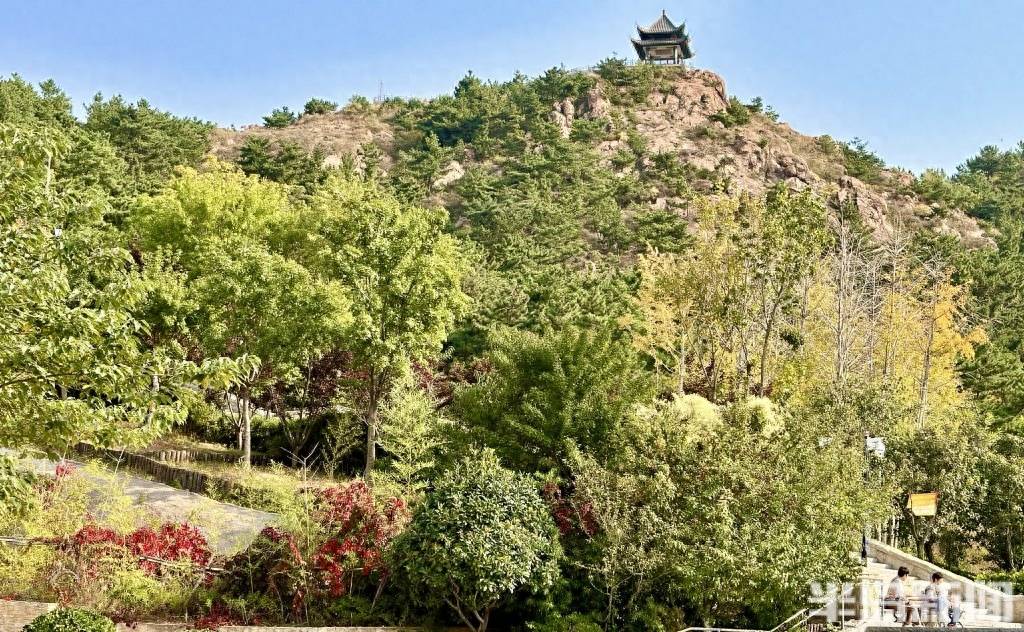 10月17日,岛城迎来秋高气爽的好天气,在老虎山公园,秋色轻染枝头,在