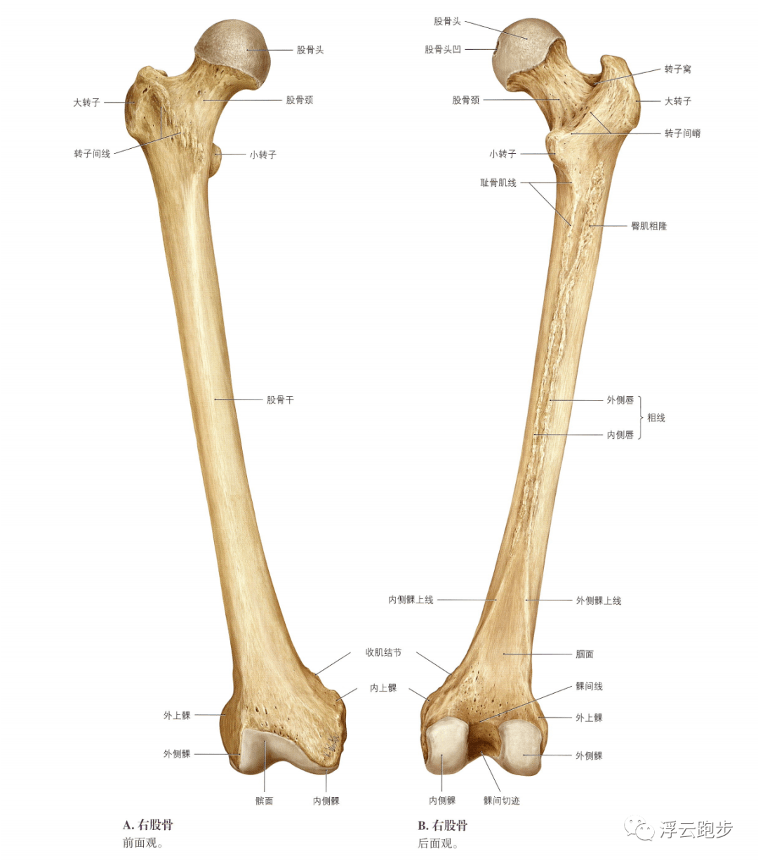 10月17日 股骨骨学