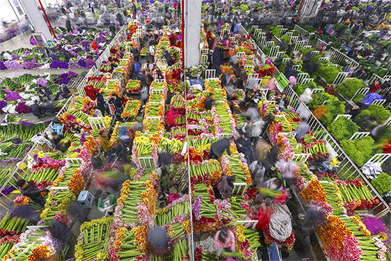 来百度app畅享高清图片斗南花市有人说世界上只有两种