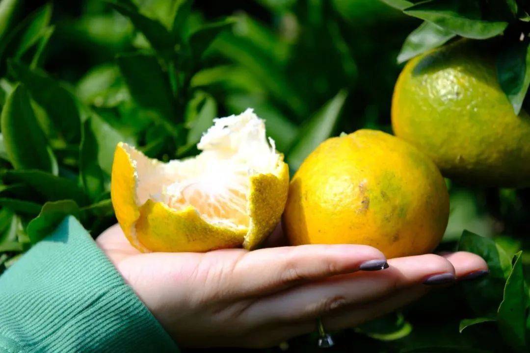 一起去摘蜜橘吧_蜜桔_种植户_形状