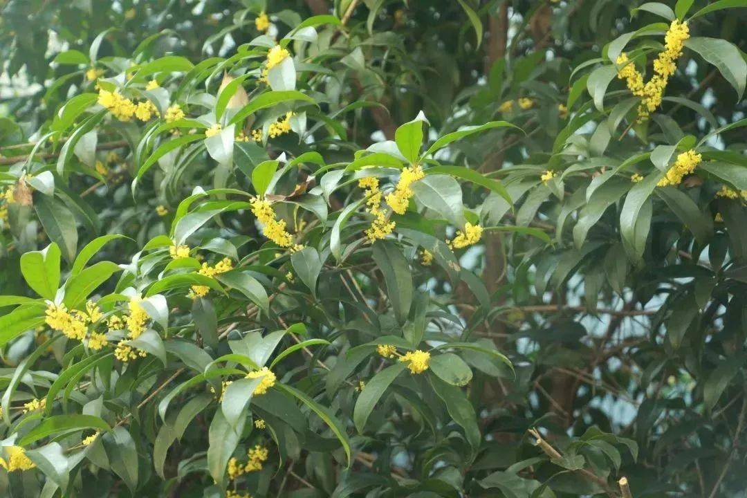 快来接住这泼天的"馥桂"!_温科上_桂花_传媒