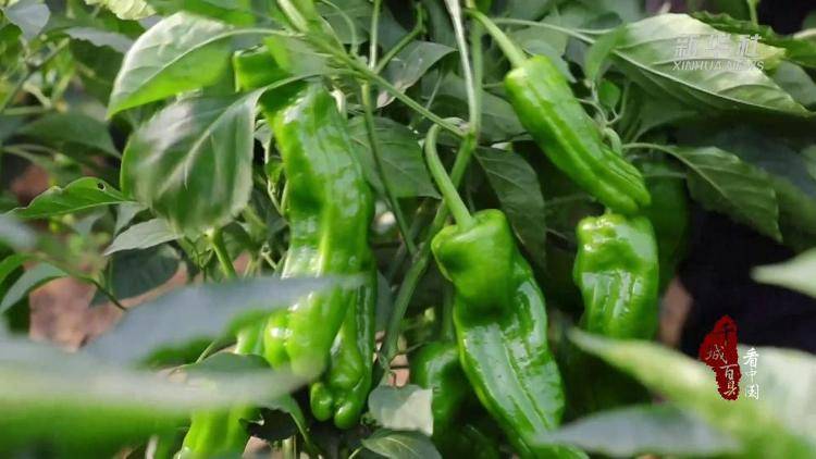 山东枣庄:千亩辣椒采收正当时_农业_薛城区_周营镇