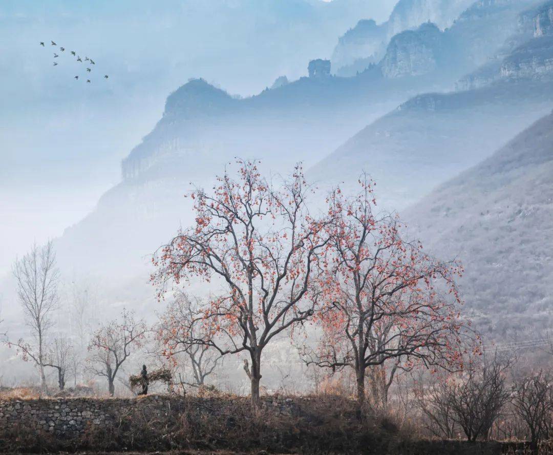 霜降 | 风景正美, 好"柿"成"霜"