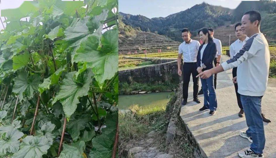 邵武市政府主要领导开展主题教育调研暨"四下基层"推进乡村振兴工作