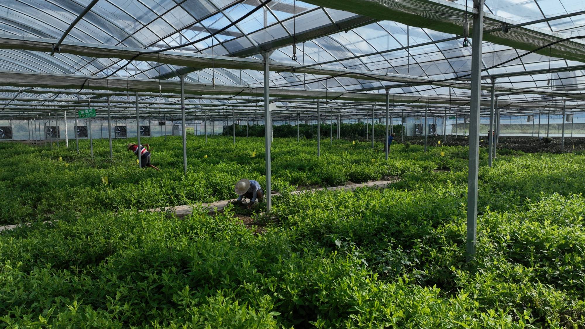 "每天一大早,野菜基地的采摘负责人张成堂就按着前一天的订单种类