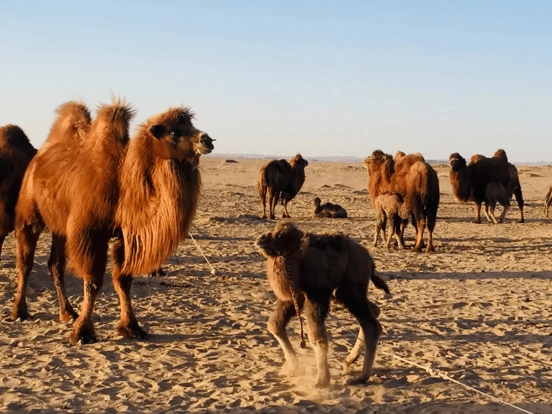 昔日"沙漠之舟" 如今"产业之果"_阿拉善右旗_骆驼_养殖
