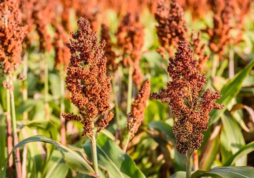 高粱是补「药」_高粱米_五谷_房屋