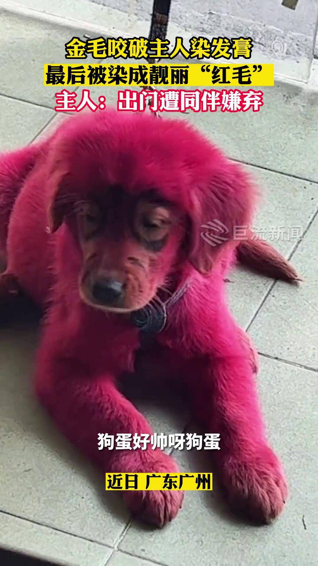 广东广州,调皮金毛咬破主人染发膏,最后被主人染成靓丽的"红毛" 动物