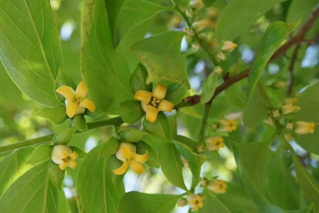 六九大樱桃点花授粉药图片