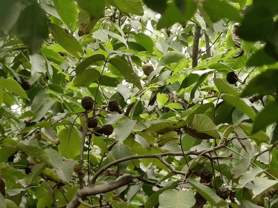 林果科技大讲堂:核桃炭疽病的发病特征及防治方法_品种_抗病_病虫害