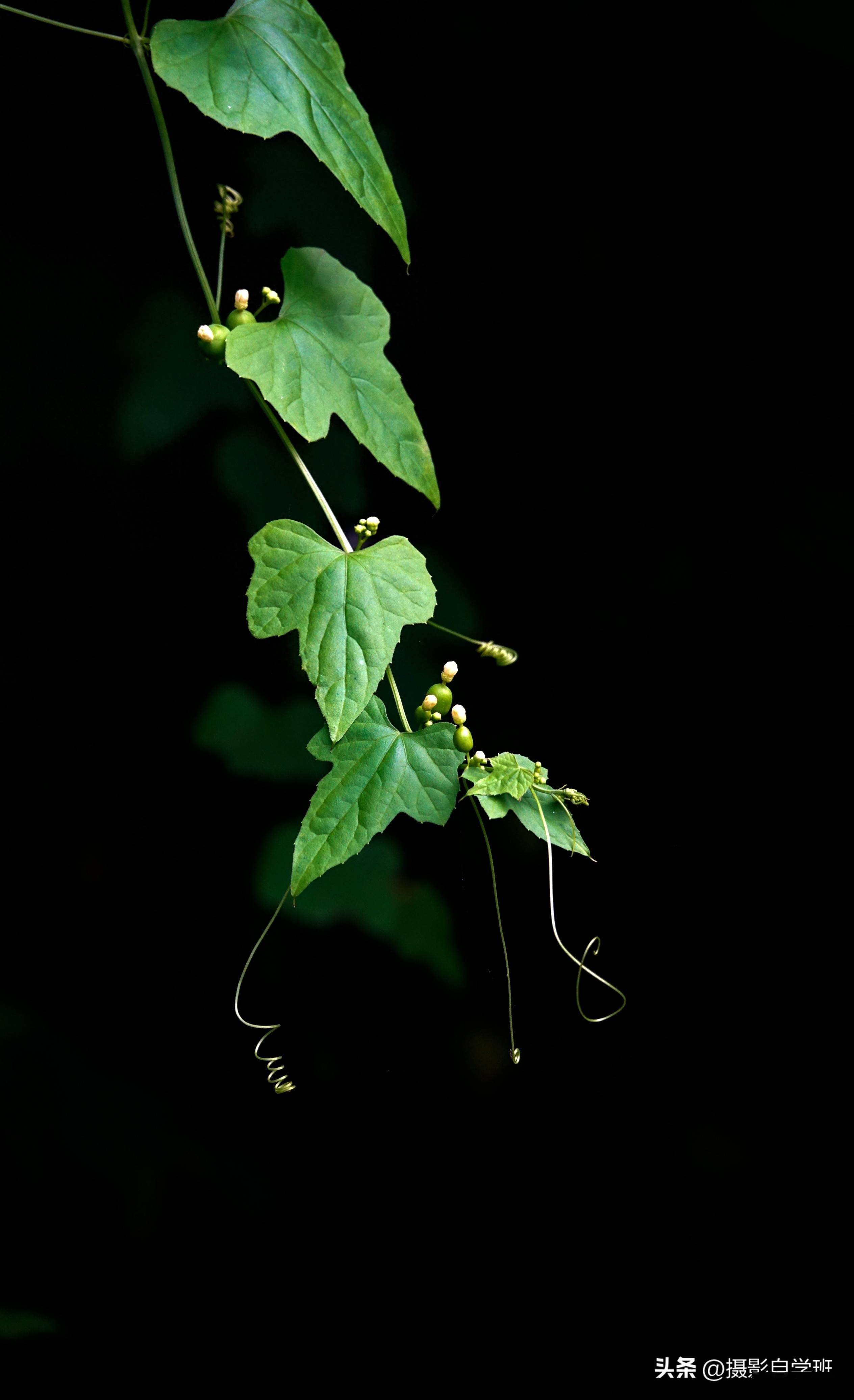 设备:索尼黑卡后期:ps作者:邓晓智亮点:色彩,构图