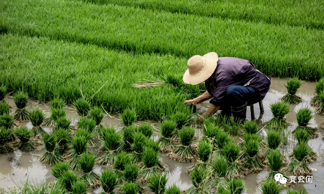 种育秧与拾秧——婺源种水稻农事(二)_秧苗_苗床_秧田
