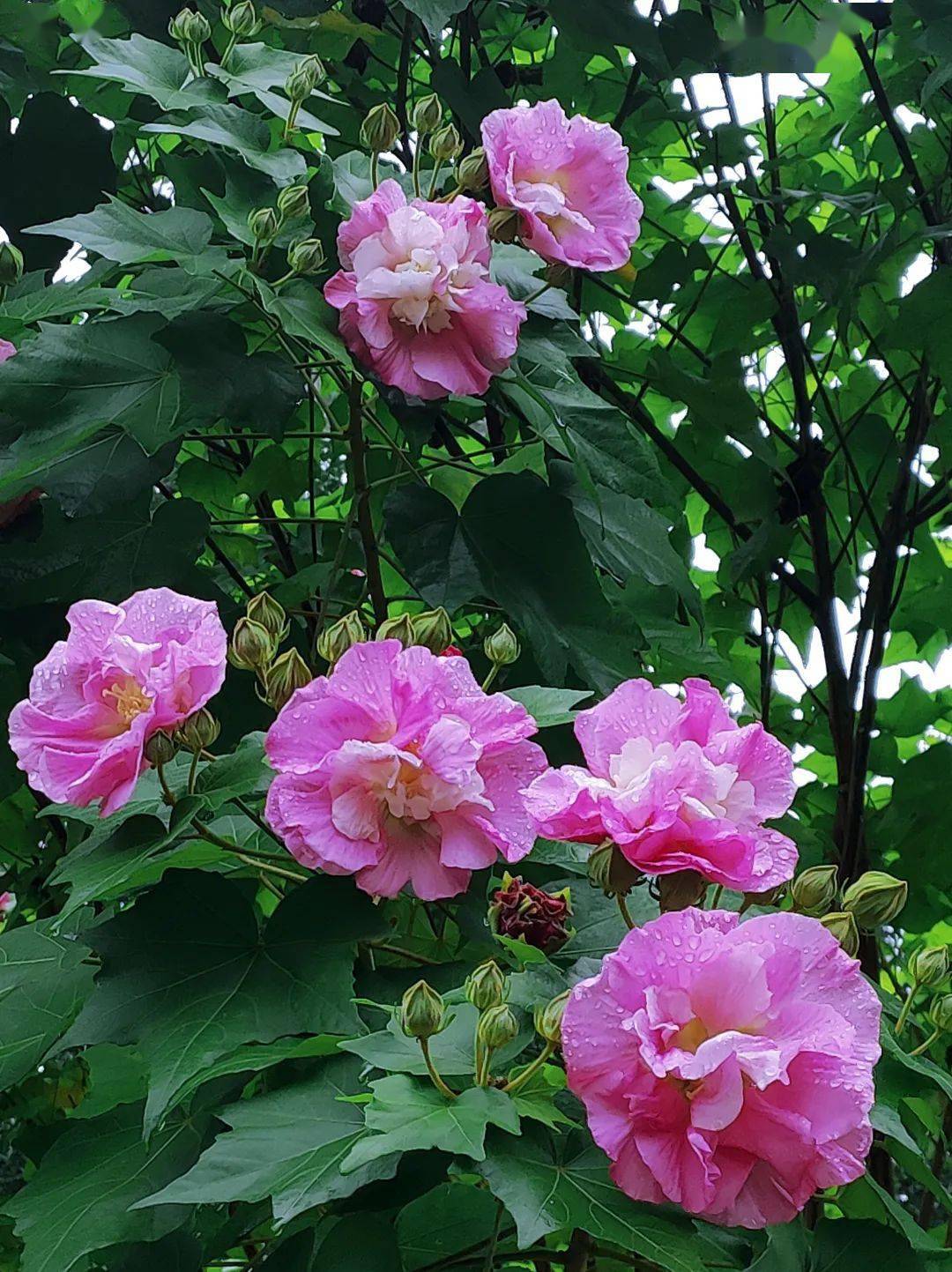 秋韵嘉州 | 芙蓉花开,绿心等你来!