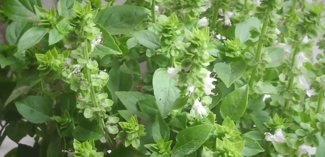 【课程推送】百味本草之罗勒_中药材_开花_治疗