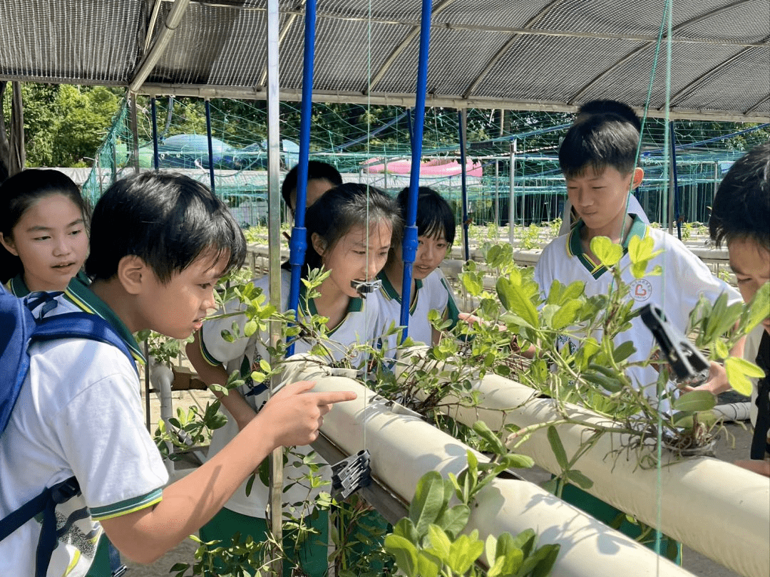 【龙海·研学】赴金秋之约 享研学之乐_活动_年级_自然