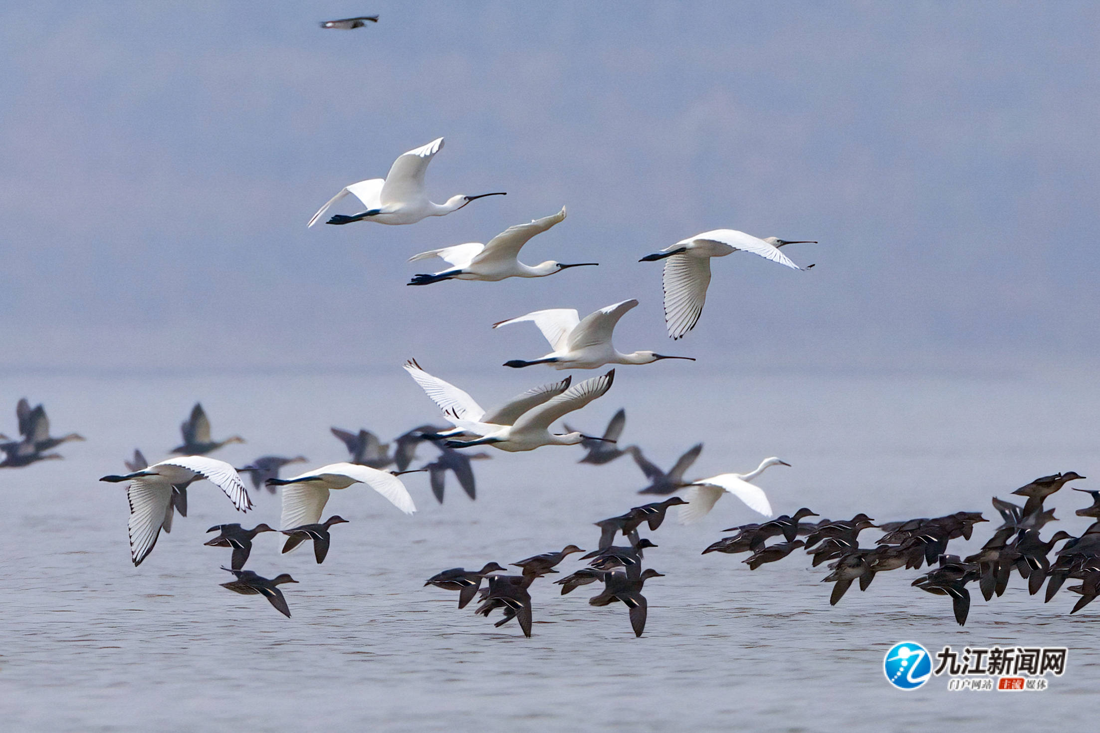 湖口:67越冬候鸟抵达鄱阳湖湿地_张玉_淡水湖_中国