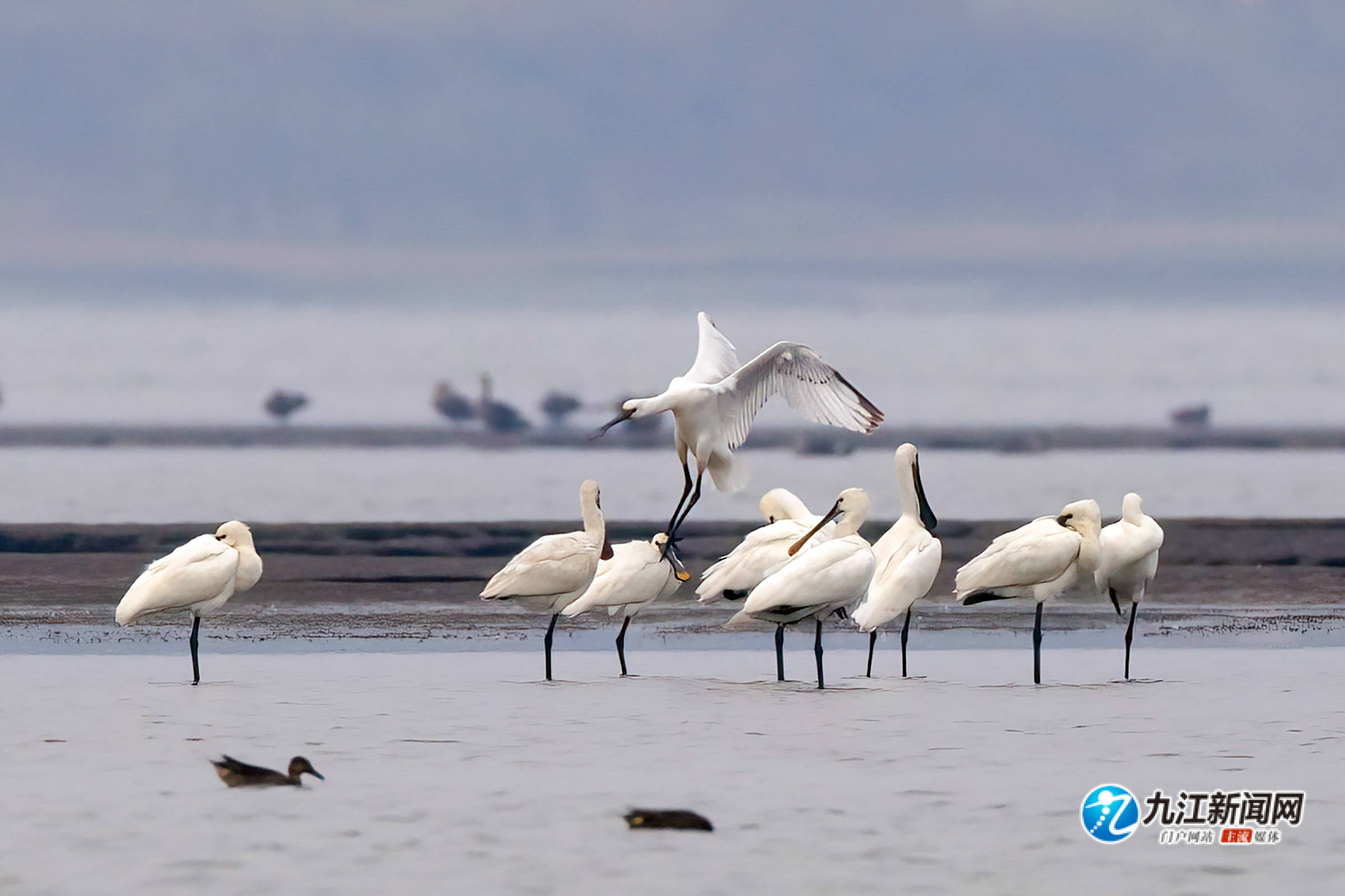 鄱阳湖候鸟保护区门票图片