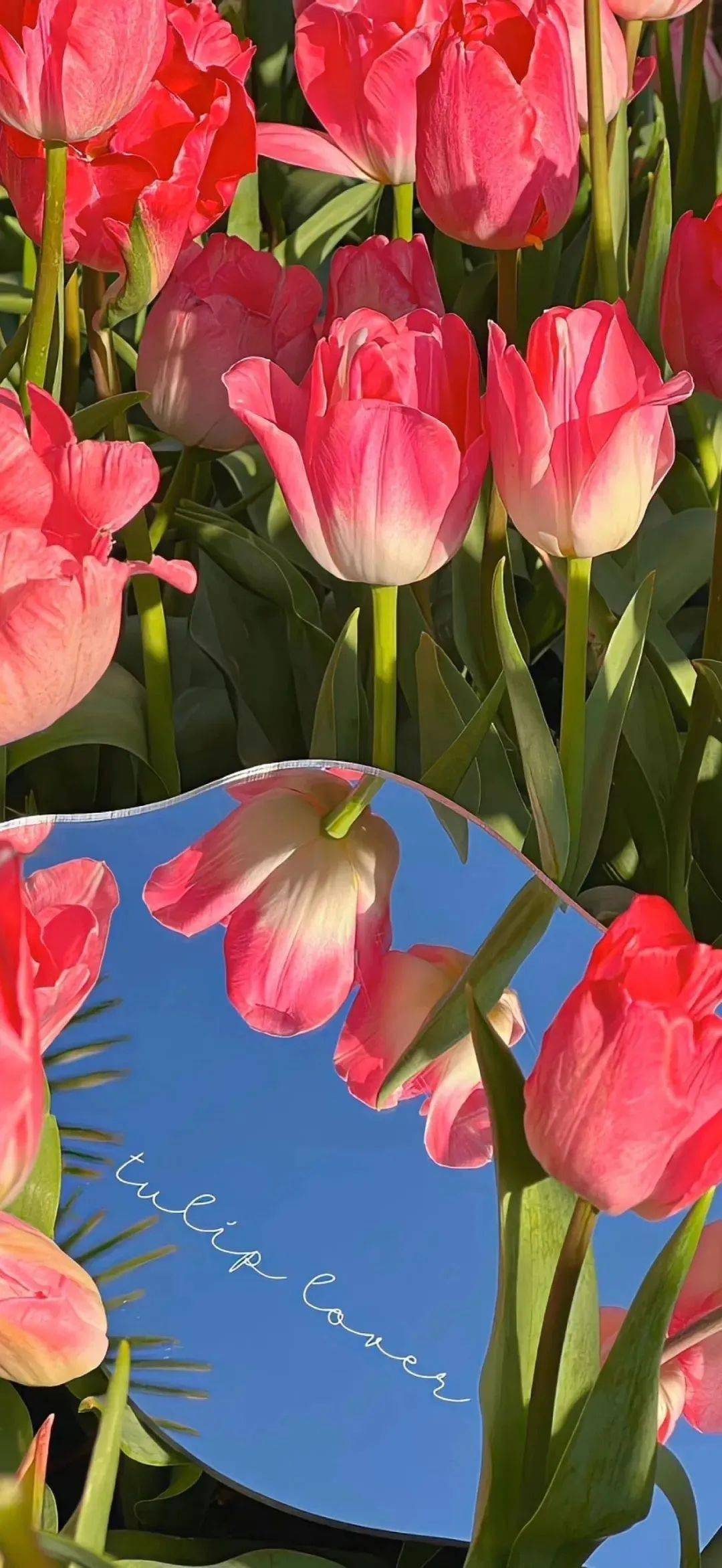 壁纸|精选氛围治愈系锁屏壁纸