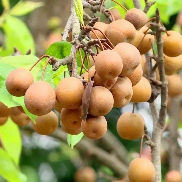 用潮州人熟悉的这种水果,做成水果宴!