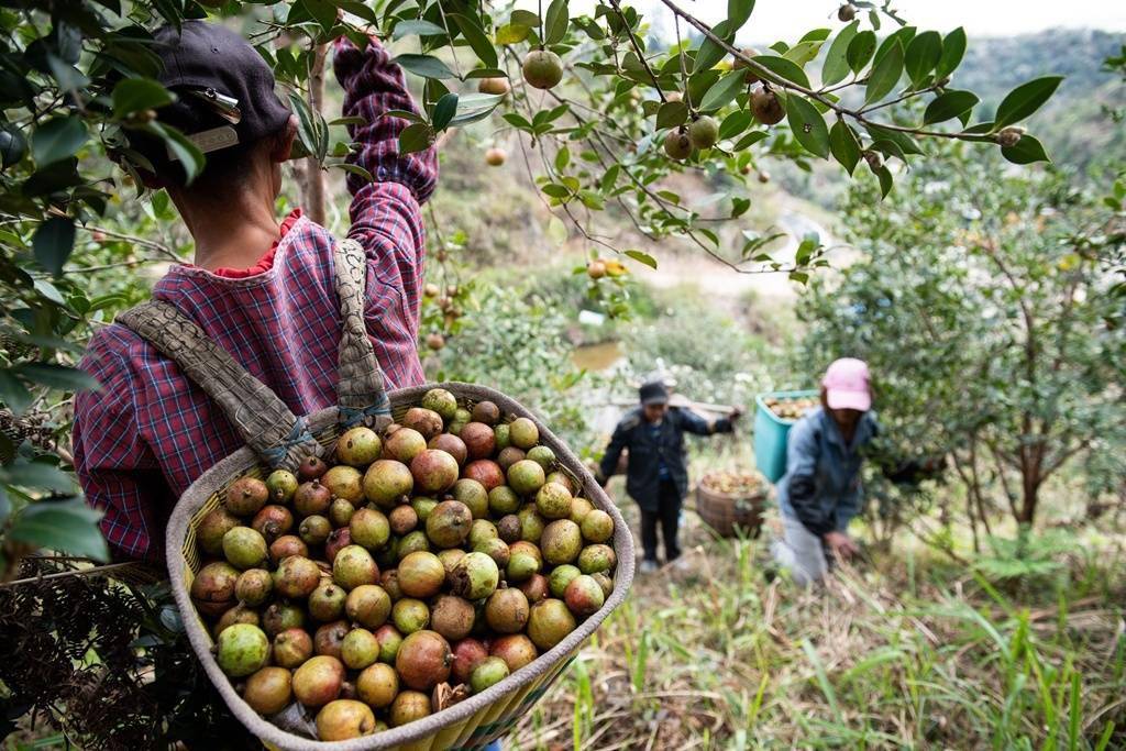 贵州天柱:培育优良种质打造油茶产业