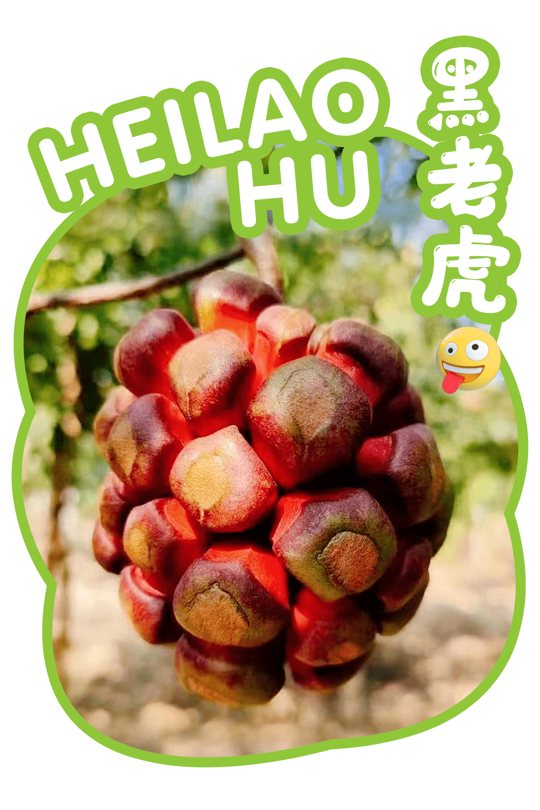 韶关这些"稀奇"水果,你吃过吗?_野果_九月_老虎