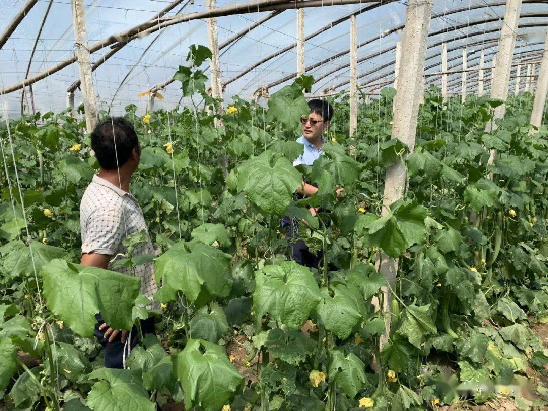 青年榜样|"乡村振兴好青年"——李振兴_示范_农业_种植