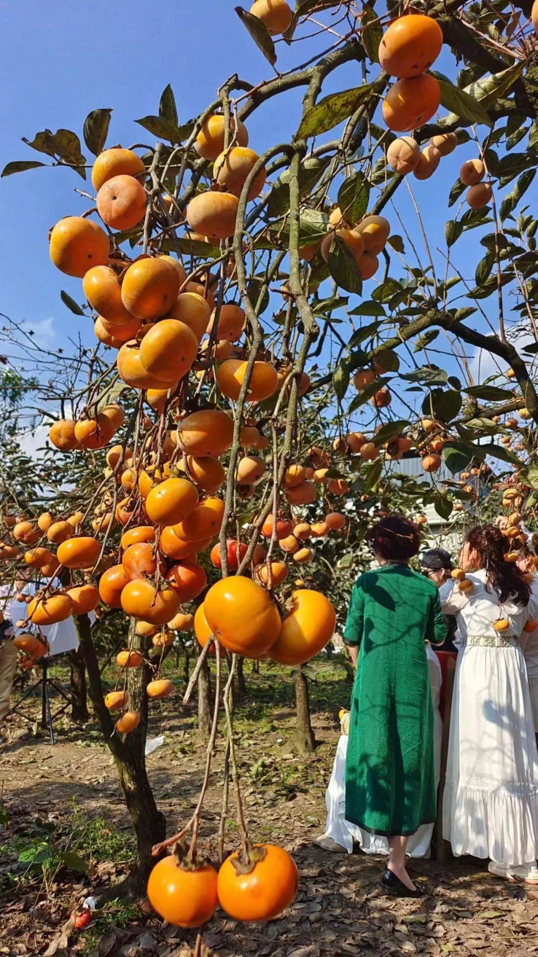 【one话题】"红灯笼"高高挂,柿子园里看丰收,为广汉乡村文旅融合再添