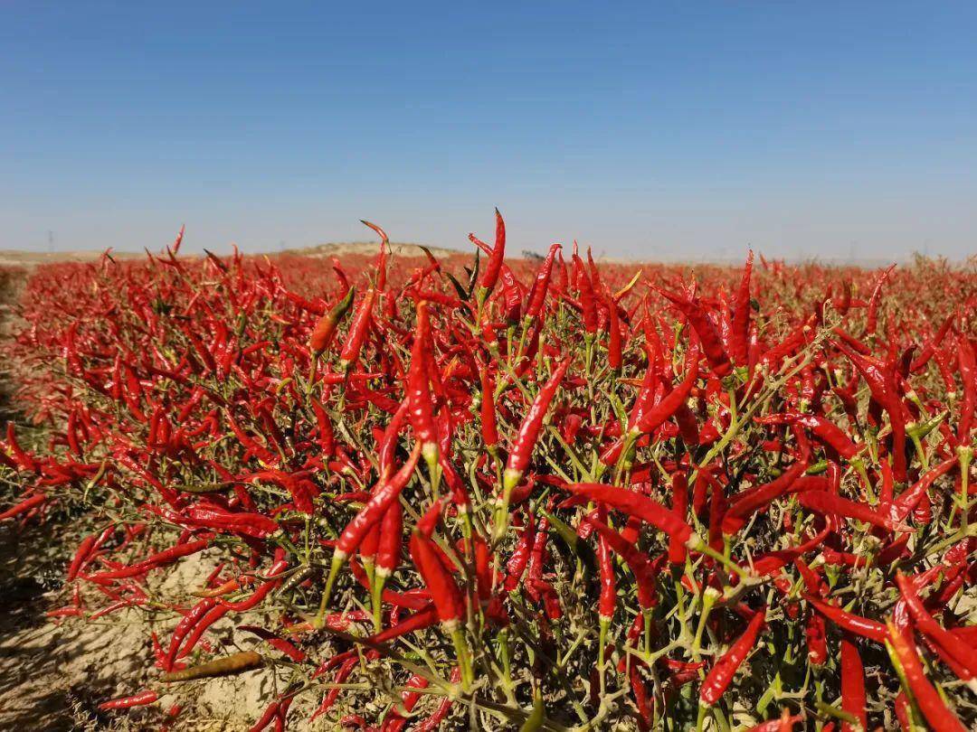 靖远:万亩朝天椒喜获丰收_种植_辣椒_东升镇