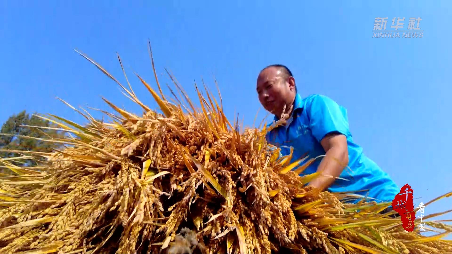 千城百县看中国|河北顺平:水稻收割正当时_新华_神南_中共