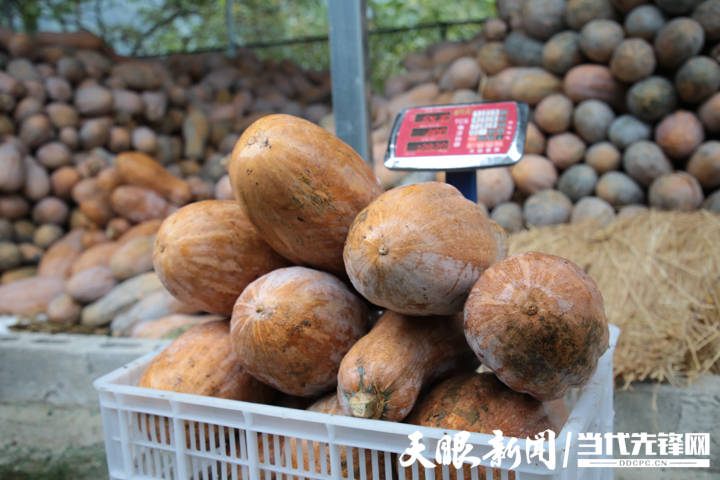 南瓜销售网(南瓜买卖交易市场)