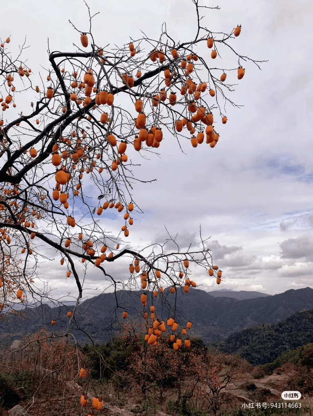 时间:2023年11月4日-2024年1月2日@小红书-携程撒野指南就能定格最美