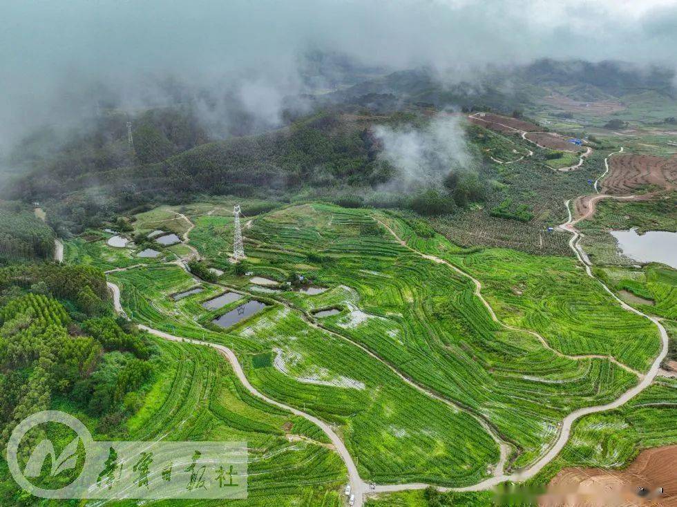 走乡入镇看振兴|马山县林圩镇 播下致富"金种子" 蹚出增收新路子_发展