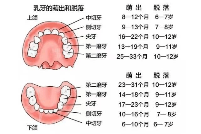 儿童第三磨牙图片