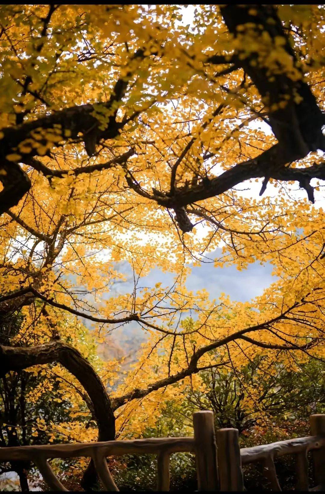 贵阳二层岩森林公园图片